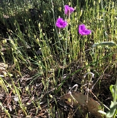 Thysanotus tuberosus at Crowther, NSW - 10 Nov 2025 08:29 AM