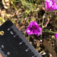 Thysanotus tuberosus at Crowther, NSW - 10 Nov 2025 08:29 AM
