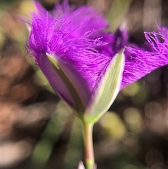 Thysanotus tuberosus at Crowther, NSW - 10 Nov 2025 08:29 AM