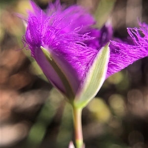 Thysanotus tuberosus at Crowther, NSW - 10 Nov 2025 08:29 AM
