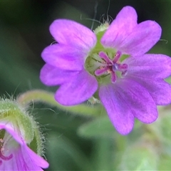 Geranium molle (Dove's-foot Cranesbill) at Crowther, NSW - 10 Nov 2025 by Frecko