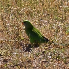 Polytelis swainsonii (Superb Parrot) at Denman Prospect, ACT - 10 Nov 2025 by Wolfdogg