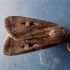 Agrotis infusa (Bogong Moth, Common Cutworm) at Ballyroe, NSW - 29 Oct 2025 by TwoRivers