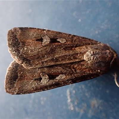 Agrotis infusa (Bogong Moth, Common Cutworm) at Ballyroe, NSW - 29 Oct 2025 by TwoRivers