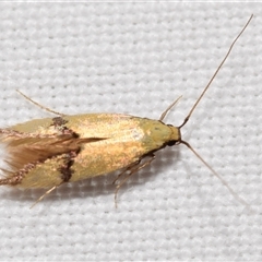 Opogona stereodyta (Tineid moth) at Jerrabomberra, NSW - 7 Nov 2025 by DianneClarke