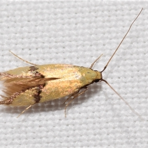 Opogona stereodyta (Tineid moth) at Jerrabomberra, NSW - 7 Nov 2025 by DianneClarke