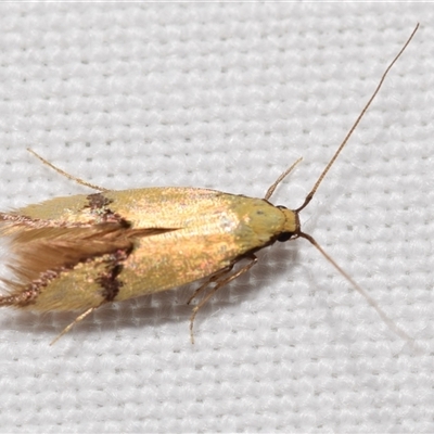 Opogona stereodyta (Tineid moth) at Jerrabomberra, NSW - 7 Nov 2025 by DianneClarke