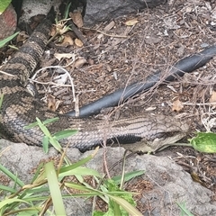 Tiliqua scincoides scincoides (Eastern Blue-tongue) at Aranda, ACT - 9 Nov 2025 by CBF