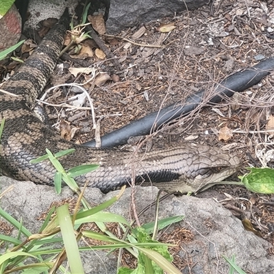 Tiliqua scincoides scincoides (Eastern Blue-tongue) at Aranda, ACT - 9 Nov 2025 by CBF