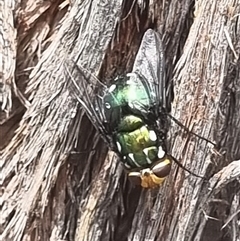 Amenia leonina group (albomaculata-leonina species group) (Yellow-headed Blowfly) at Aranda, ACT - 9 Nov 2025 by CBF