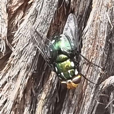 Amenia leonina group (albomaculata-leonina species group) (Yellow-headed Blowfly) at Aranda, ACT - 9 Nov 2025 by CBF