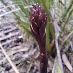 Dipodium sp. (A Hyacinth Orchid) by Dron