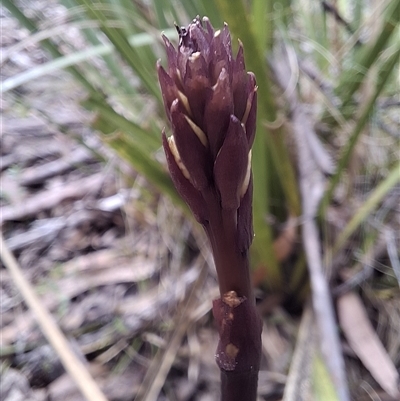 Dipodium sp. (A Hyacinth Orchid) at  - suppressed by Dron