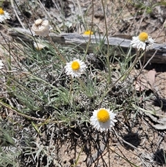 Leucochrysum albicans subsp. tricolor (Hoary Sunray) at Burra, NSW - 10 Nov 2025 by BrianSummers