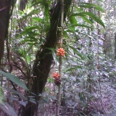 Pseuduvaria froggattii at Syndicate, QLD - 25 Feb 2014 by JasonPStewart