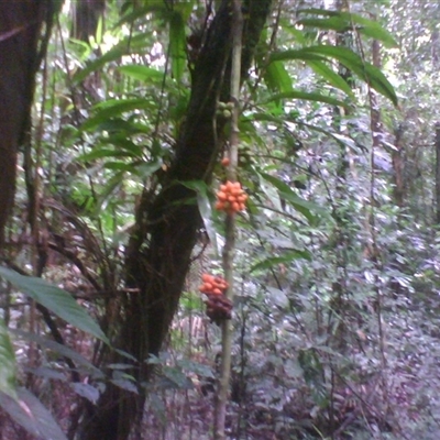 Pseuduvaria froggattii at Syndicate, QLD - 25 Feb 2014 by JasonPStewart