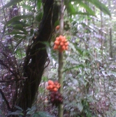 Pseuduvaria froggattii at Syndicate, QLD - 25 Feb 2014 01:58 PM
