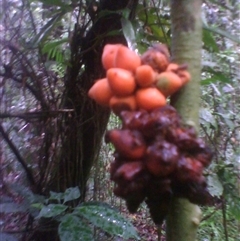Pseuduvaria froggattii at Syndicate, QLD - 25 Feb 2014 01:58 PM