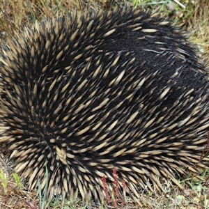 Tachyglossus aculeatus at Strathnairn, ACT - 5 Nov 2025 11:18 AM