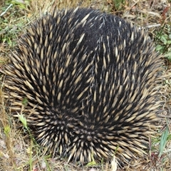 Tachyglossus aculeatus at Strathnairn, ACT - 5 Nov 2025 11:18 AM