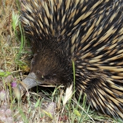 Tachyglossus aculeatus at Strathnairn, ACT - 5 Nov 2025 11:18 AM