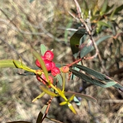 Unverified Plant at O'Connor, ACT - 10 Nov 2025 by Jenny54