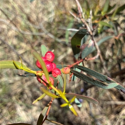 Unverified Plant at O'Connor, ACT - 10 Nov 2025 by Jenny54