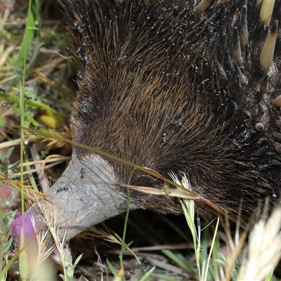 Formicidae (family) (Unidentified ant) at Strathnairn, ACT - 5 Nov 2025 by TimL