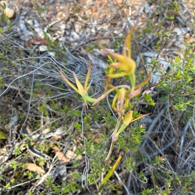 Lyperanthus suaveolens (Brown Beaks) at Bruce, ACT - 10 Nov 2025 by Jenny54