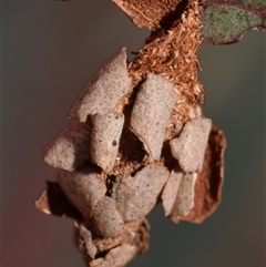 Hyalarcta huebneri (Leafy Case Moth) at Karabar, NSW - 6 Nov 2025 by DianneClarke
