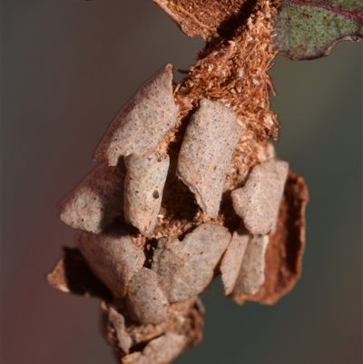 Hyalarcta huebneri (Leafy Case Moth) at Karabar, NSW - 6 Nov 2025 by DianneClarke