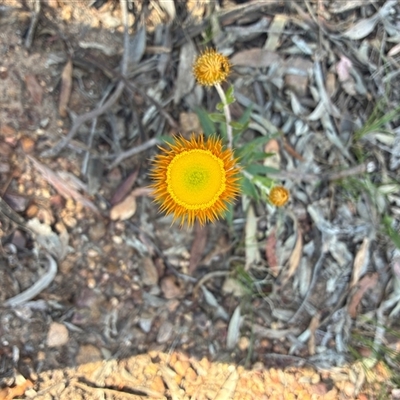 Coronidium oxylepis subsp. lanatum (Woolly Pointed Everlasting) at Belconnen, ACT - 10 Nov 2025 by Jenny54