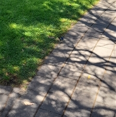 Malurus cyaneus at Acton, ACT - 10 Nov 2025 by VanceLawrence