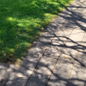 Malurus cyaneus at Acton, ACT - 10 Nov 2025 by VanceLawrence