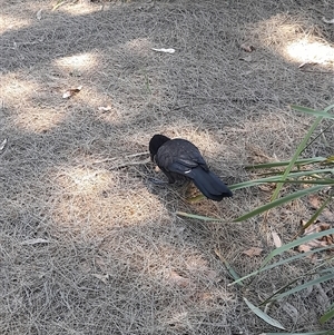 Corcorax melanorhamphos at Acton, ACT - Yesterday by VanceLawrence