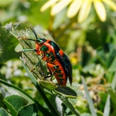 Scutiphora pedicellata (Metallic Jewel Bug) at Palmerston, ACT - 10 Nov 2025 by pjpiper