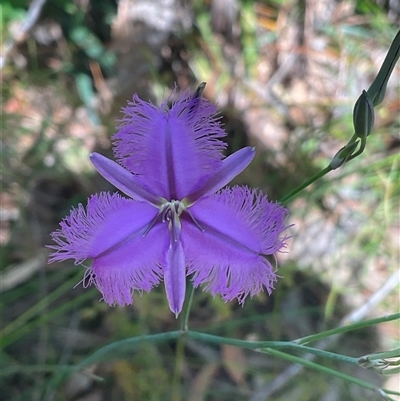 Thysanotus tuberosus subsp. tuberosus at Ulladulla, NSW - 10 Nov 2025 by Jennybach