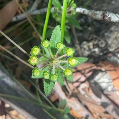 Unverified Plant at Ulladulla, NSW - 10 Nov 2025 by Jennybach