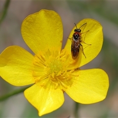 Unverified Sawfly (Hymenoptera, Symphyta) at Throsby, ACT - 6 Nov 2025 by TimL
