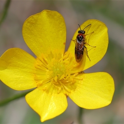 Unverified Sawfly (Hymenoptera, Symphyta) at Throsby, ACT - 6 Nov 2025 by TimL