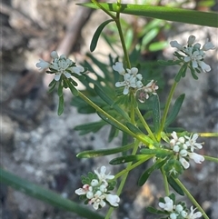 Unverified Plant at Ulladulla, NSW - 10 Nov 2025 by Jennybach