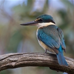 Todiramphus sanctus at Ainslie, ACT - 9 Nov 2025 by jb2602