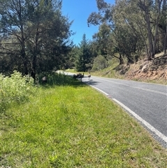 Dromaius novaehollandiae (Emu) at Paddys River, ACT - 10 Nov 2025 by PeteRav