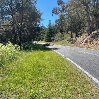 Dromaius novaehollandiae (Emu) at Paddys River, ACT - 10 Nov 2025 by PeteRav