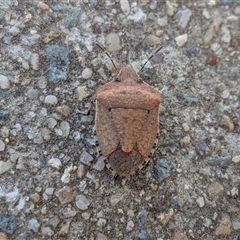 Dictyotus conspicuus (A shield or stink bug) at Franklin, ACT - 10 Nov 2025 by chriselidie