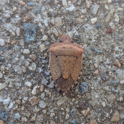 Dictyotus conspicuus (A shield or stink bug) at Franklin, ACT - 10 Nov 2025 by chriselidie