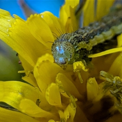 Unverified Moth (Lepidoptera) at Franklin, ACT - 10 Nov 2025 by chriselidie