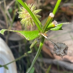 Unverified Plant at Ulladulla, NSW - 10 Nov 2025 by Jennybach
