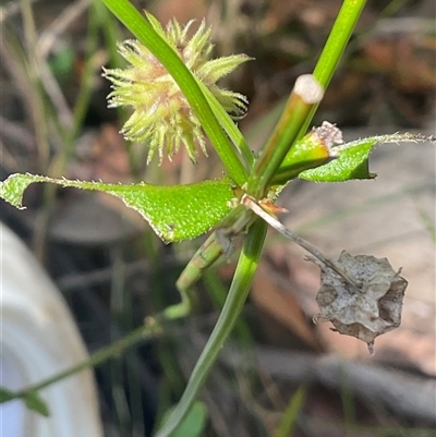 Unverified Plant at Ulladulla, NSW - 10 Nov 2025 by Jennybach