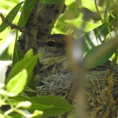 Lalage tricolor by HelenCross
